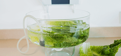 Desinfecta los alimentos